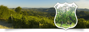 azienda vitivinicola